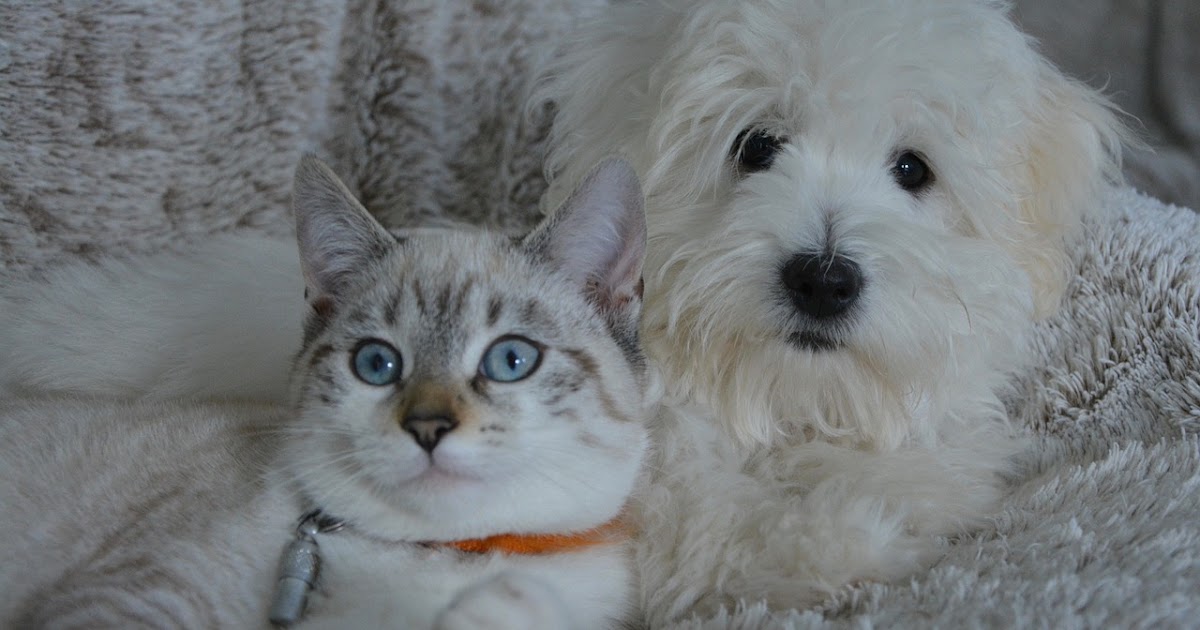 What are the differences between cat and dog health insurance? cat