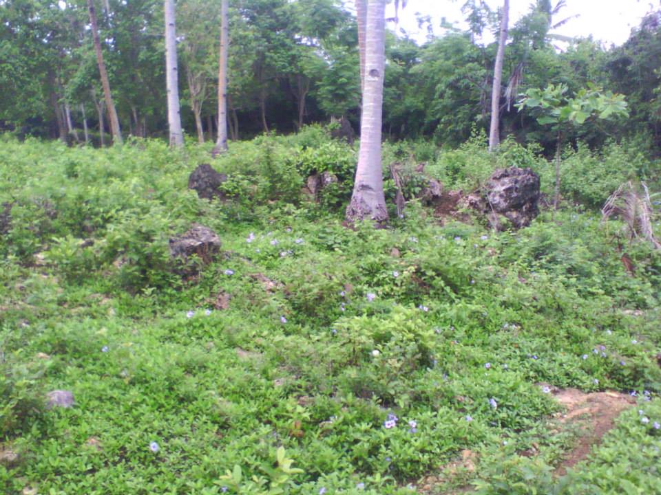 BOHOL PROPERTIES Anda Bohol Beach Lot For sale 09159618186