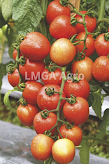 daun tomat, buah tomat, manfaat tomat, jual benih tomat, toko pertanian, online shop, lmga agro