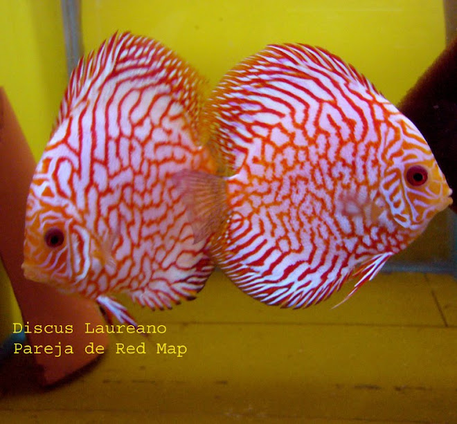 Discus Laureano: Discus Red Map