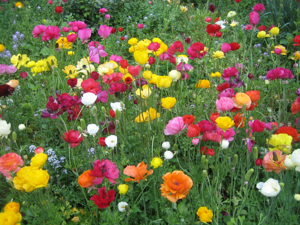 Gambar Bunga Yang Paling Cantik - Gambar Terbaru HD