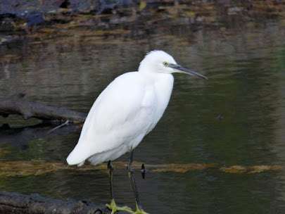 Little Egret