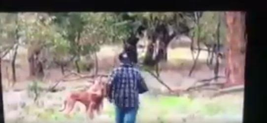 1 Video: This Kangaroo found the home of the man who punched it because of his dog
