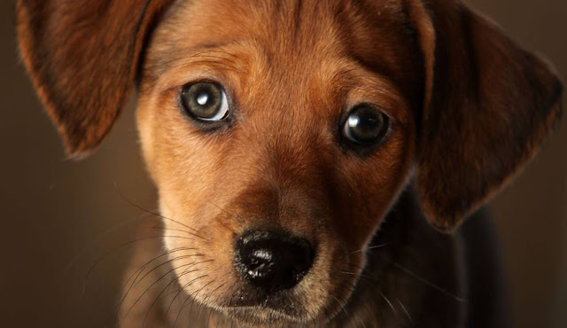 Собаки научились делать «грустные глаза», чтобы манипулировать людьми