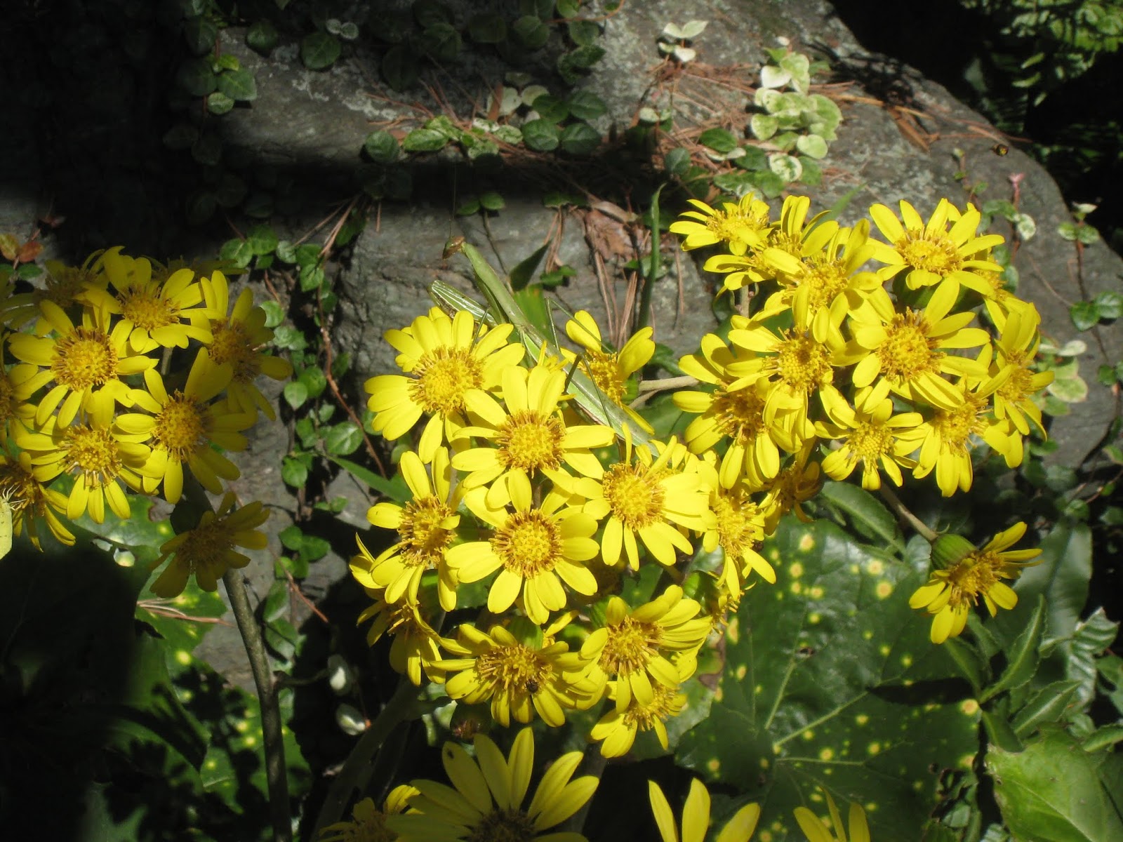 雨の日のパン屋さん カマキリｖｓスズメバチ