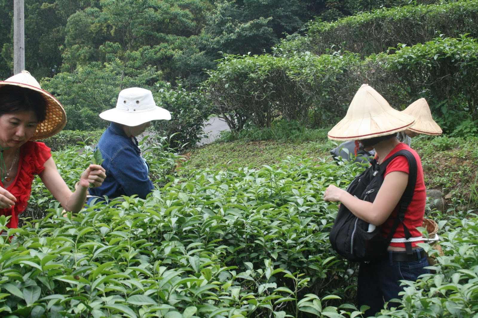 Delights of the Heart Women of Tea