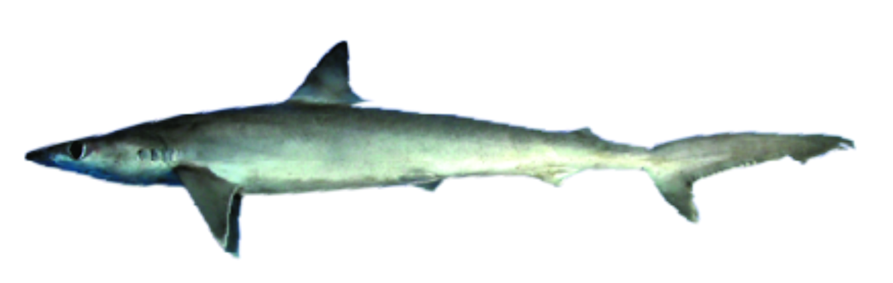 Jenis Jenis Ikan Hiu Yang Ada di Indonesia (Part 3) Lalaukan