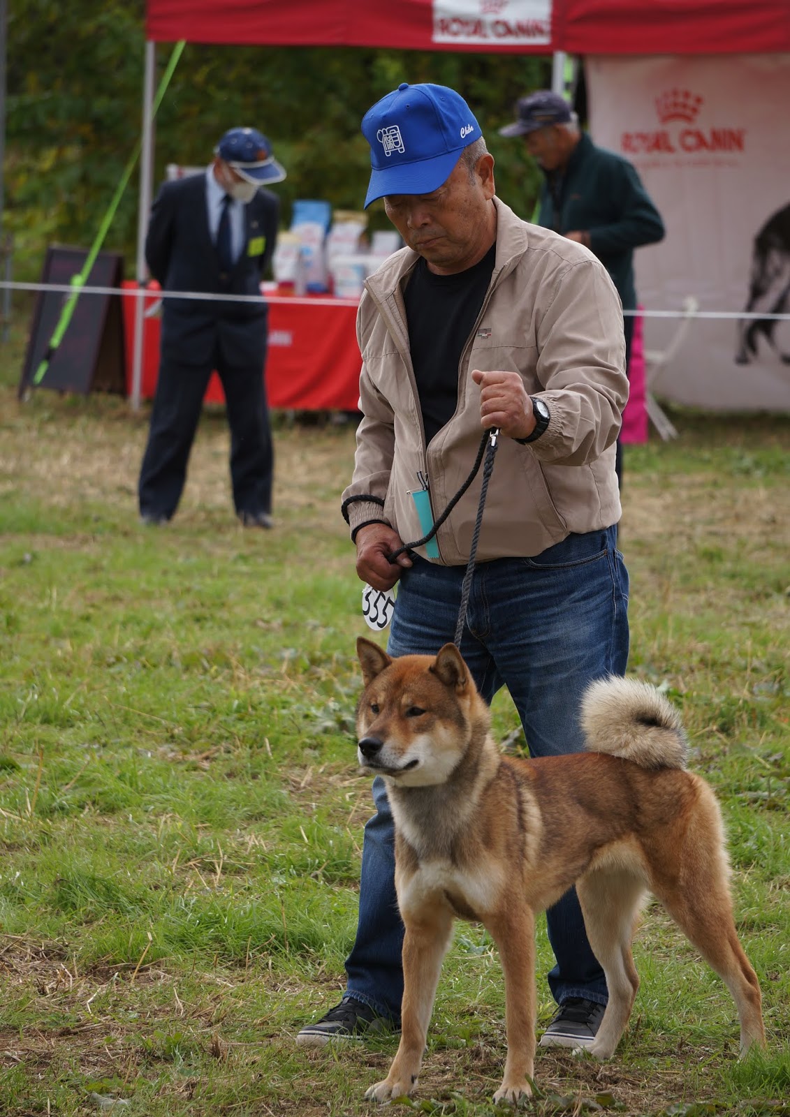 The Nihon Ken Importing Dogs to Japan