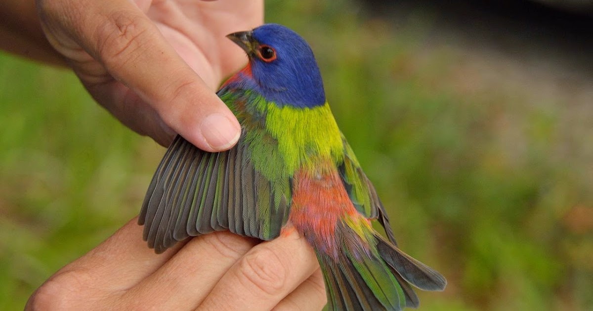 Painted Buntings In Florida Brilliant Indigo Buntings complexlaguna