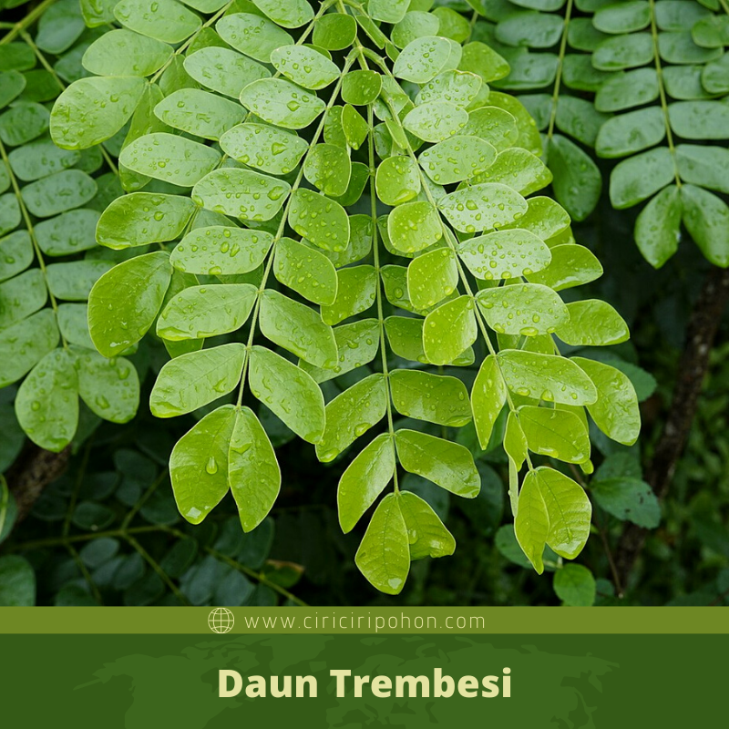 Ciri Ciri Pohon Trembesi (Samanea saman) Di Alam Liar