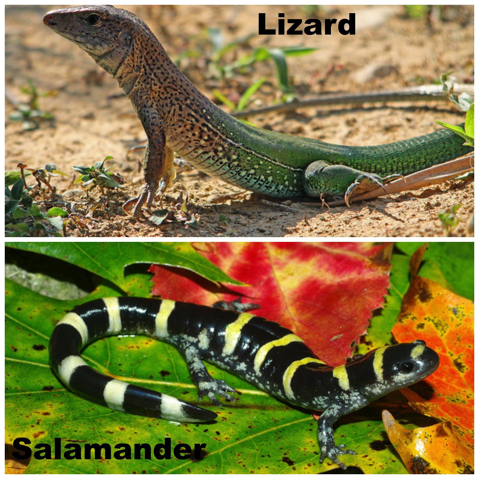 Сравнение ящерицы и птицы. Сходство ящерицы и Тритона. Саламандра ящерица. Ящерица и саламандра отличия. Саламандра и ящерица различие.