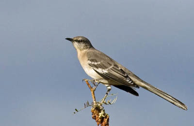 Photo of Northern Mockingbird in tree top Photo of Northern Mockingbird in tree top