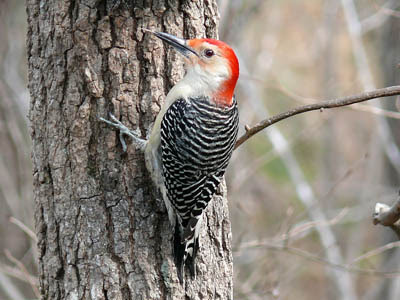 Photo of Red-bellied Woodpecker on tree trunk. Skeeze from Pixabay