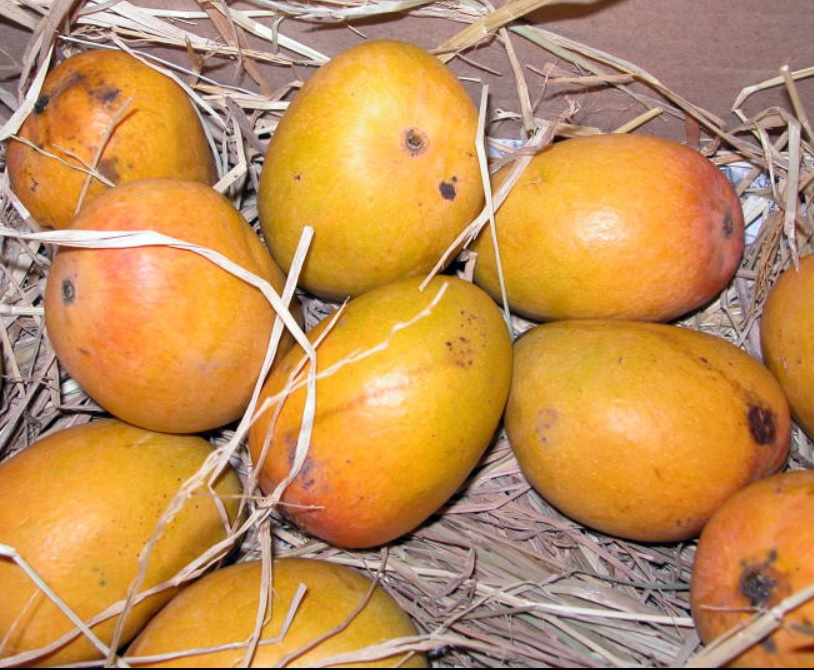 know about kannada and Karnataka Fruit Names in kannadaEnglish