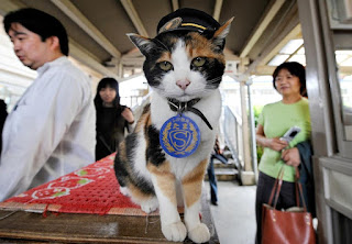tama chat japon chef de gare