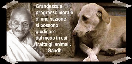 Amiciinallegria Campagna contro abbandono degli animali