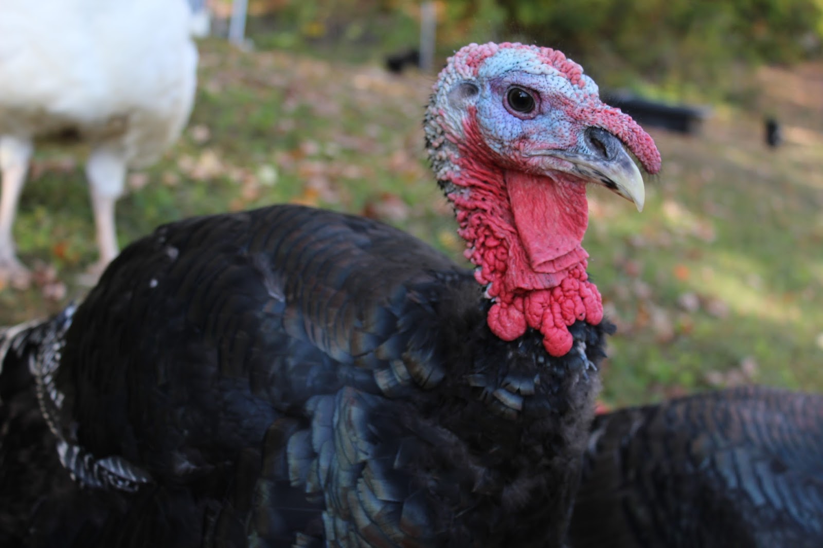 Processing Turkey Real Life Farm to Table