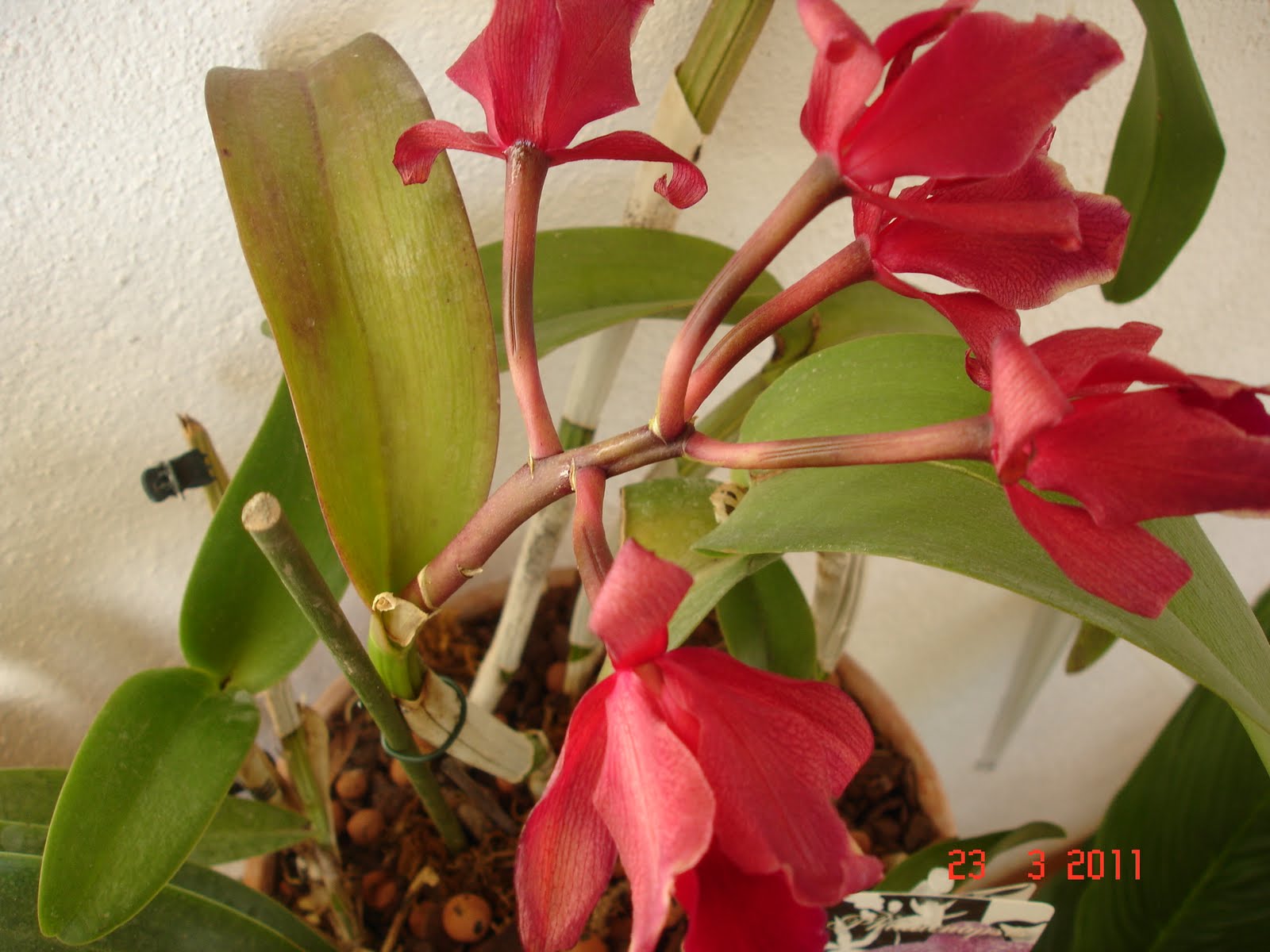 aventura com orquídeas: Cattleya vermelha híbrido