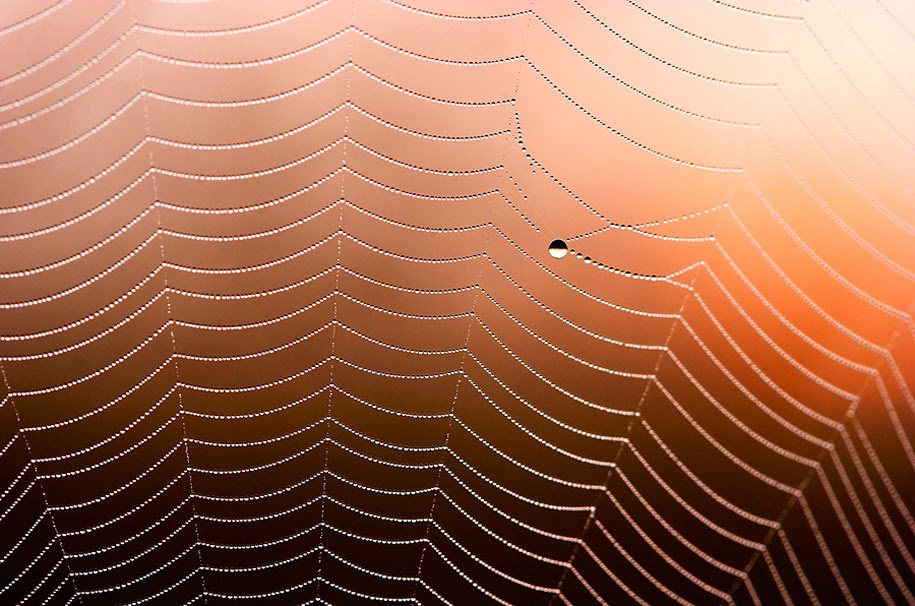 35 Breathtaking Examples of Patterns in Nature