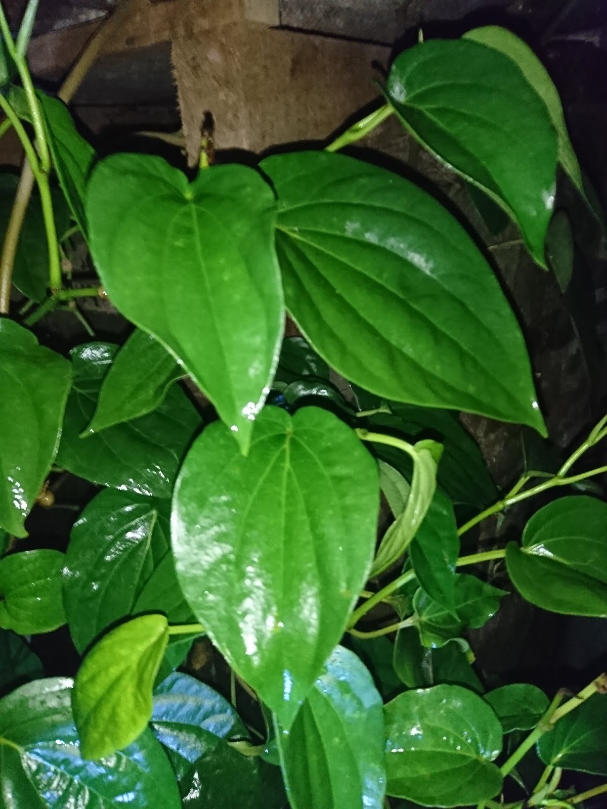 15++ Cara membesarkan bokong dengan daun sirih information