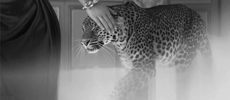Animation.gif
