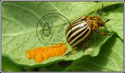 خنفساء بطاطس كولورادو Colorado Potato beetle