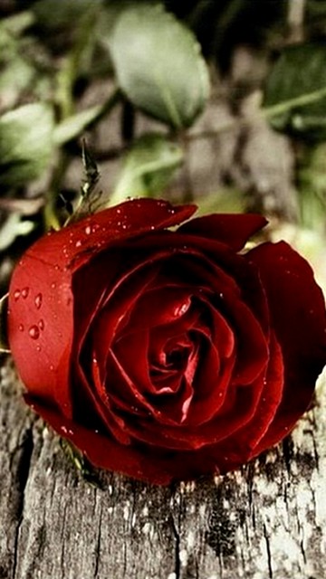 Hd Wallpaper Of Rose For Mobile