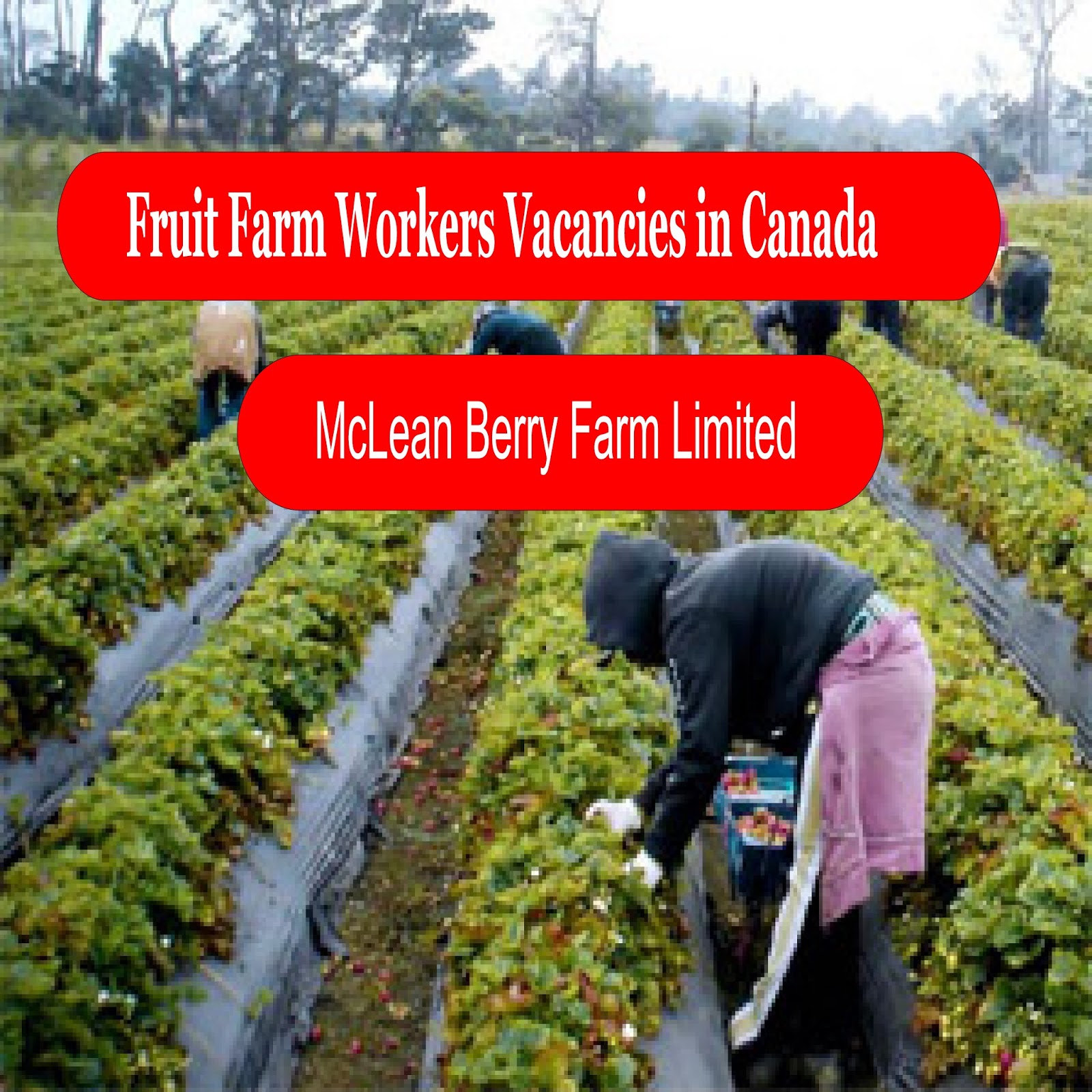 Fruit Farm Workers Vacancies in CanadaAPPLY NOW JobVacancyOpen