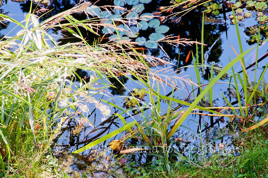 Merisi S Vienna For Beginners 09 01 2011 10 01 2011