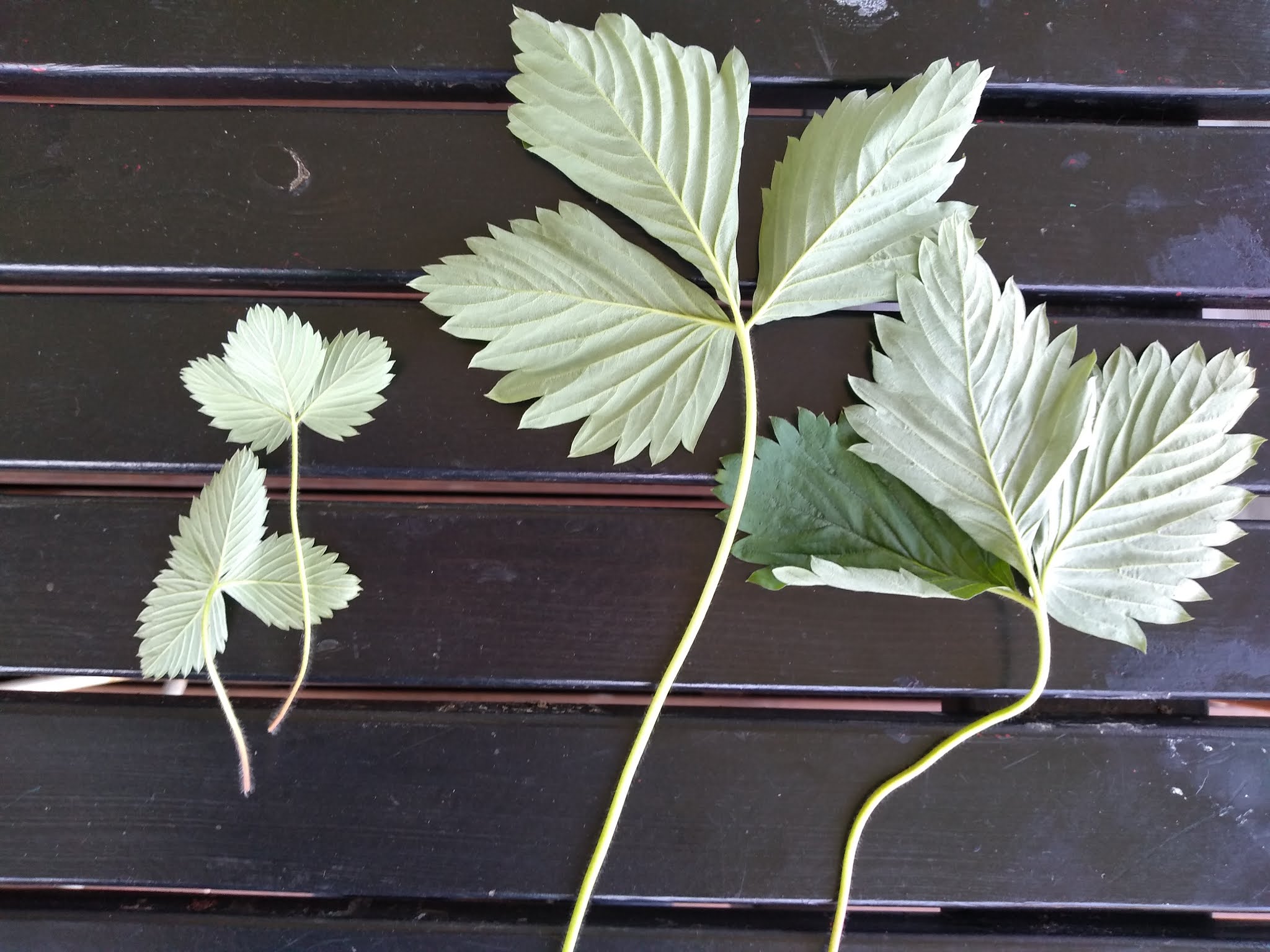 Mudflower Raspberry x Strawberry Hybrid F2 seed attempt