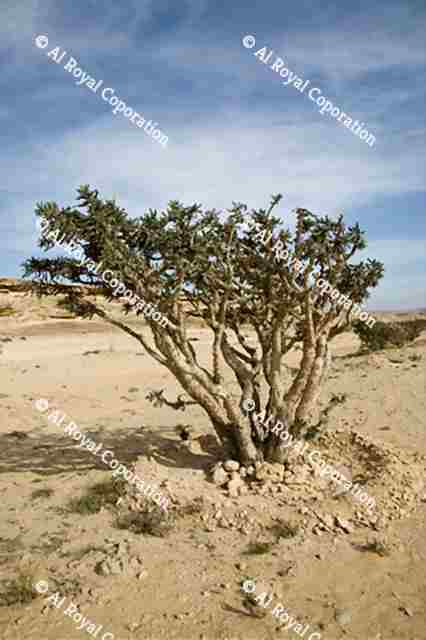Frankincense | AlRoyal Corporation - Oman