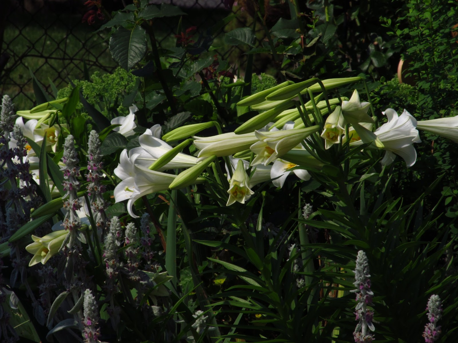 Philly Home Companionthe lilies of the field, how they grow