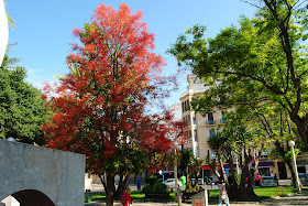 el árbol rojo