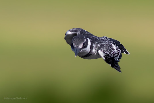 Birds in Flight Photography Learning Considerations and Training - Pied Kingfisher in Flight
