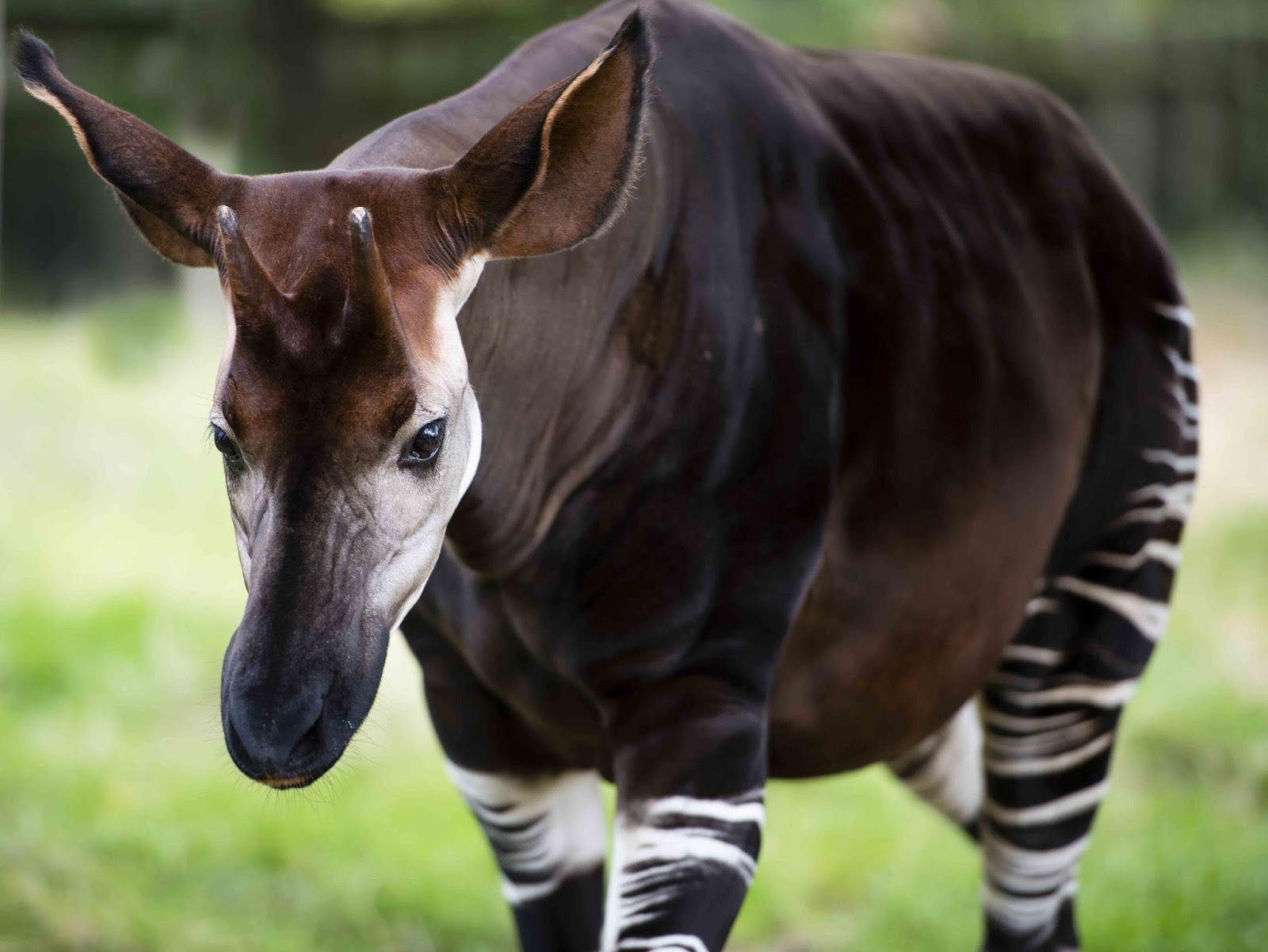 Okapi Animales en Peligro de Extinción