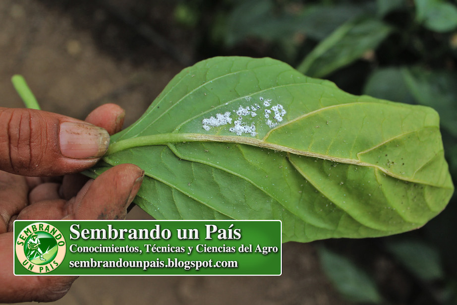 rastro de la Mosca Blanca en el envés de la hoja