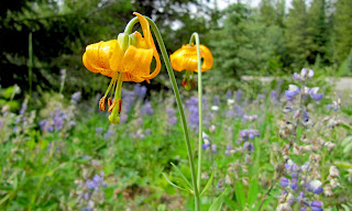 Lilium - Lilies HD wallpapers