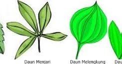 Schumychan Belajar Berkarya Jenis Jenis Tulang Daun