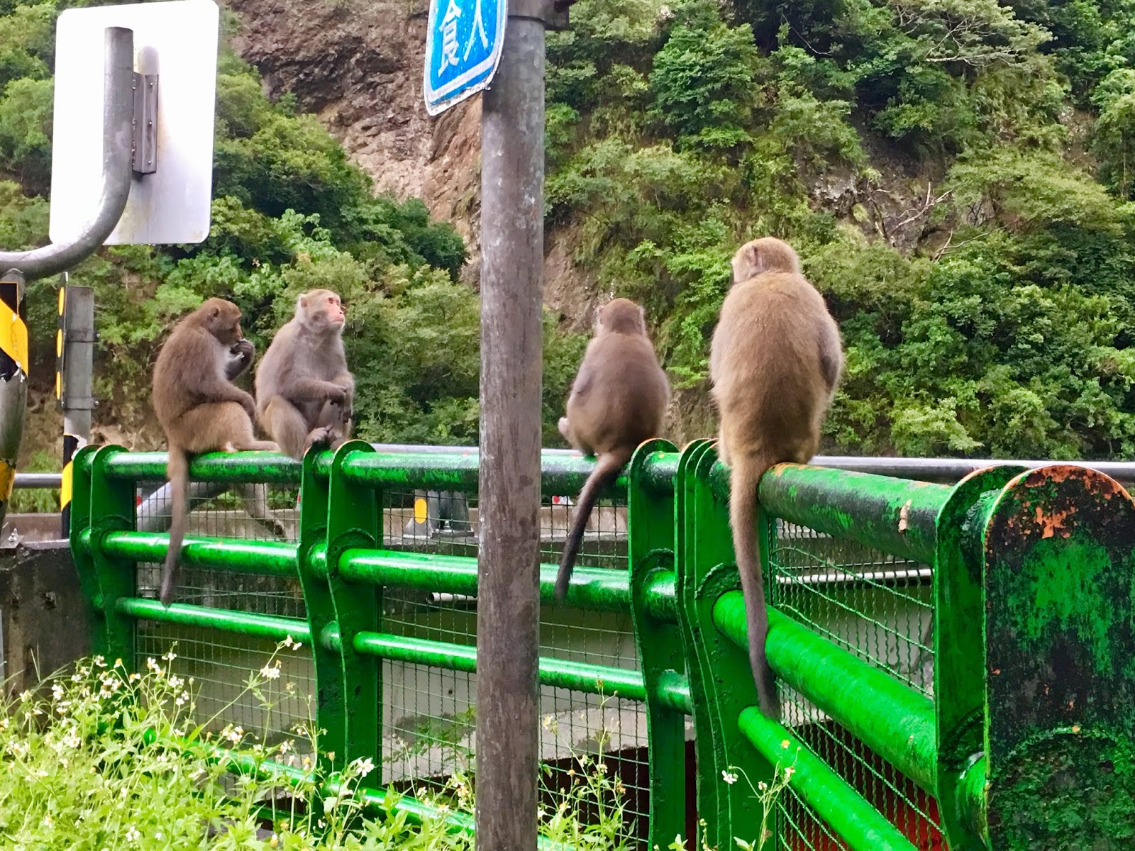 The Monkey Valley In Taidong The Beautiful Island Asia Travel Taiwan Travel Beautiful Islands