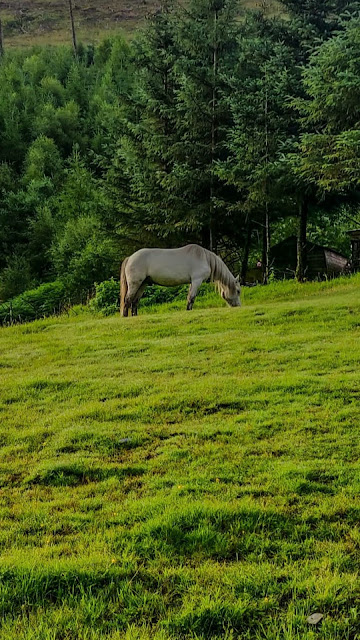 Wallpaper free horse, grass, field, trees