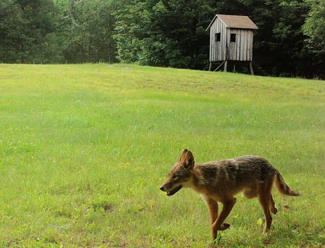 coyote in field near hunting stand
