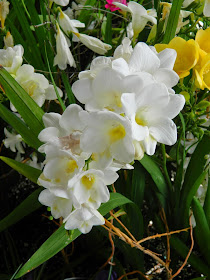 White freesia Centennial Park Conservatory 2015 Spring Flower Show by garden muses-not another Toronto gardening blog