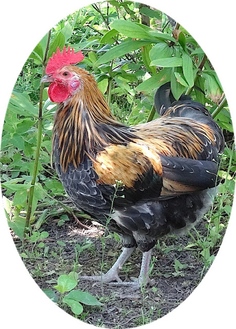 musta naaras Squirt porno