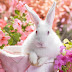 Rabbit HD Wallpapers Pictures 