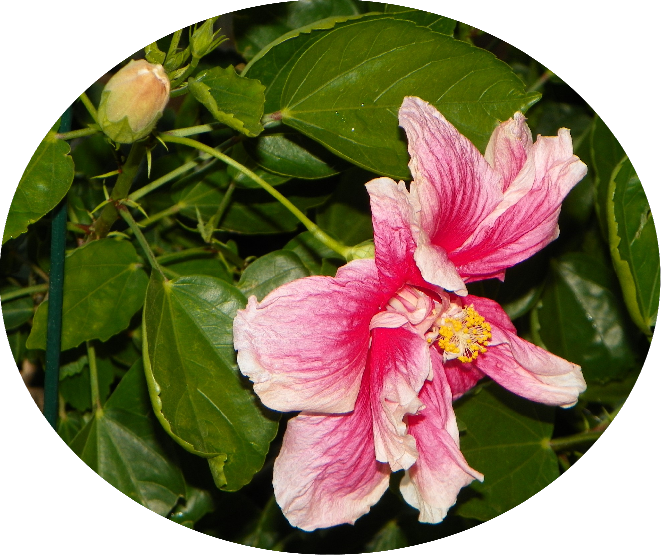 My Image 77