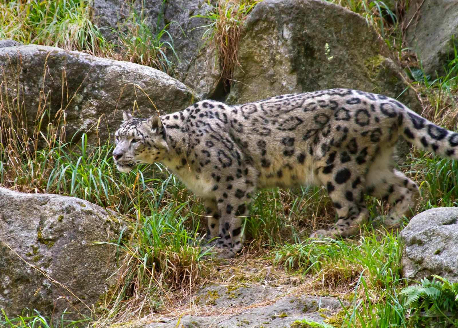 Snow Leopard Woodland Park Zoo
