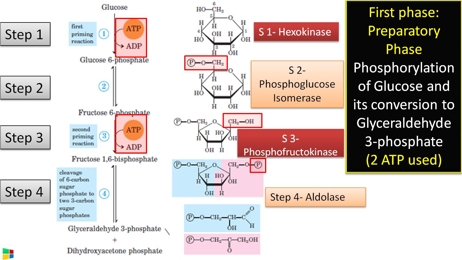 10 steps of Glycolysis