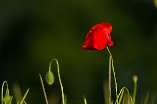 Naturfotografie Makrofotografie Lippeaue