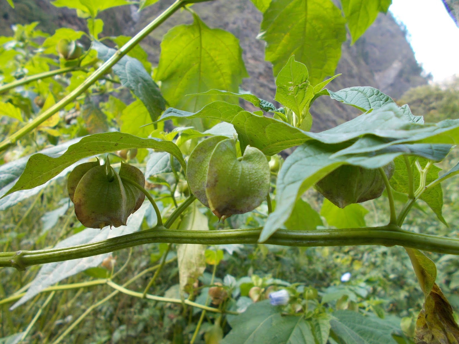 Вокруг Манаслу, долина Цум, Нар-Пу. Непал 2017.