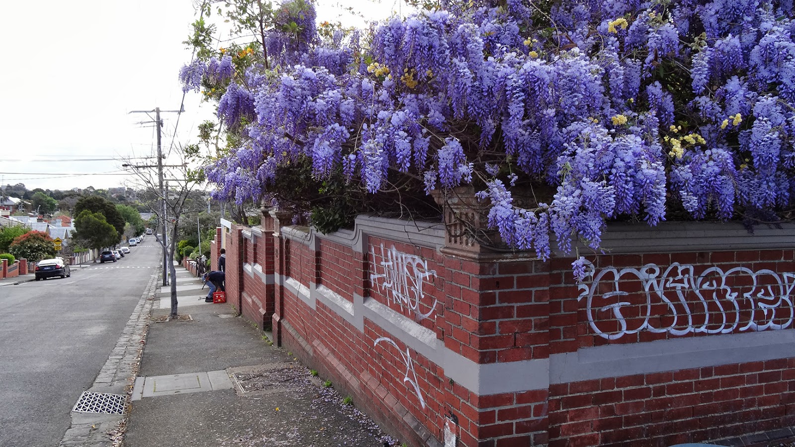 MAP MELBOURNE STREET TREES 45 WISTERIA